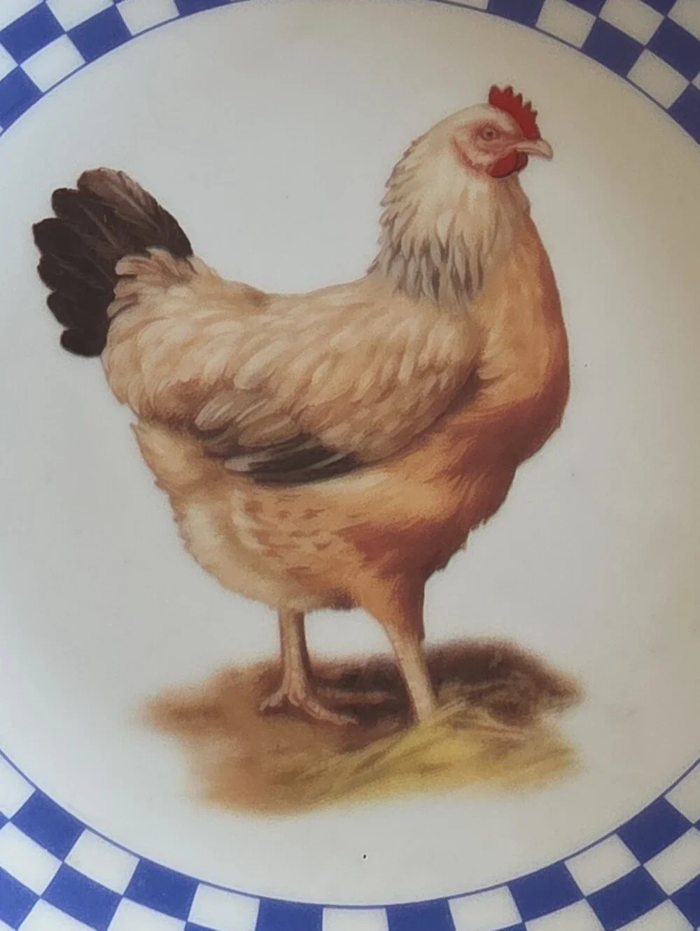 Blue Check Rim Ceramic Chicken Dinner Plate - Unbranded